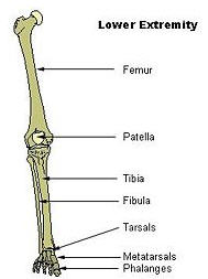 Fibula