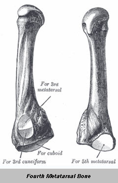 4th Metatarsal Bone